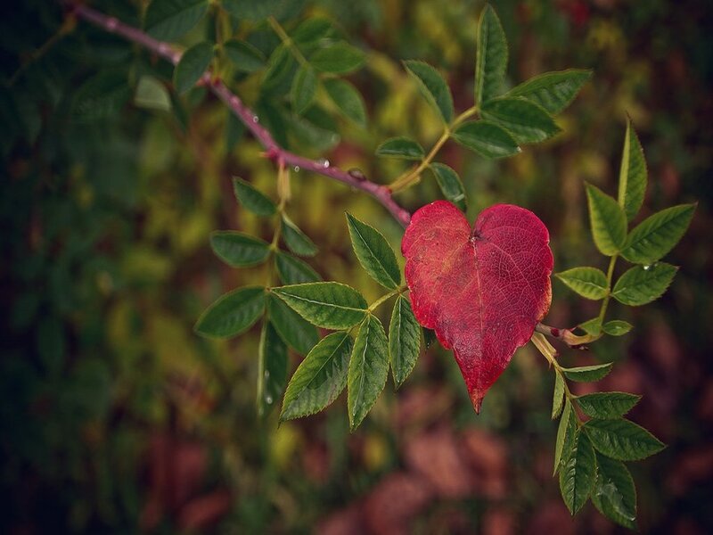 Heart-shaped Red Leaf