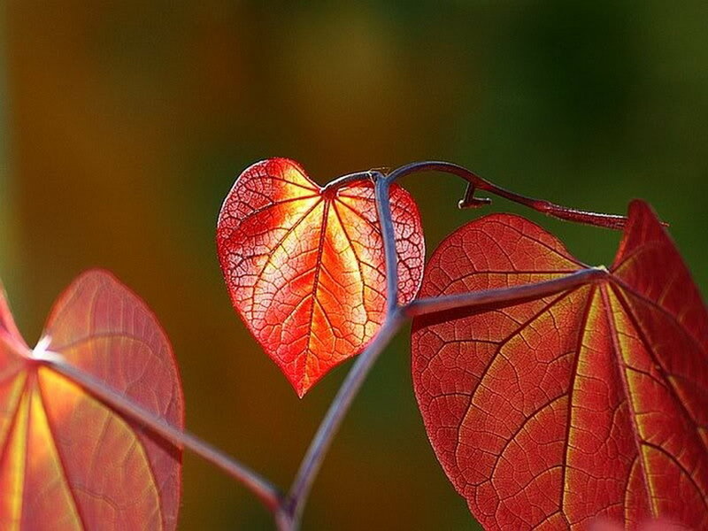 Heart-shaped Red Leaves