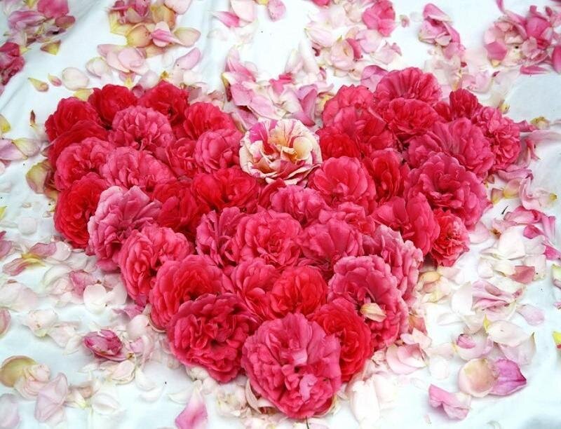 Heart-shaped Rose Arrangement — Red, Romantic, Photograph, Rose Petals
