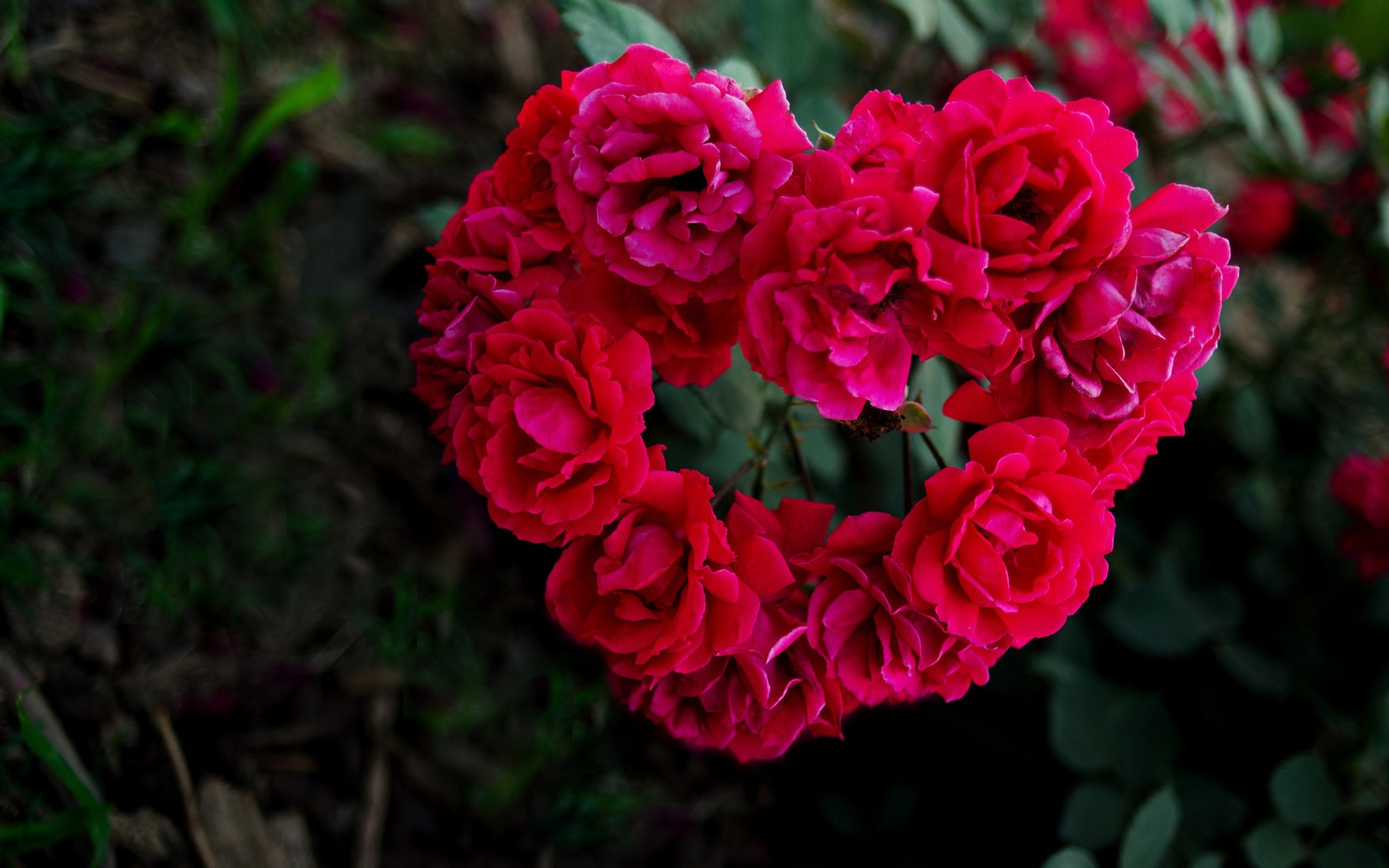 heart-shaped rose cluster