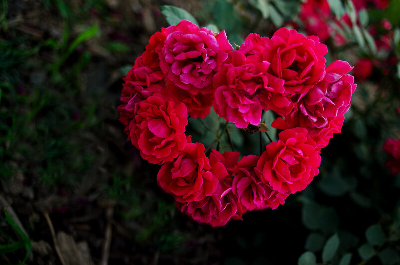 Heart-shaped Rose Cluster — Red, Serene, Afternoon