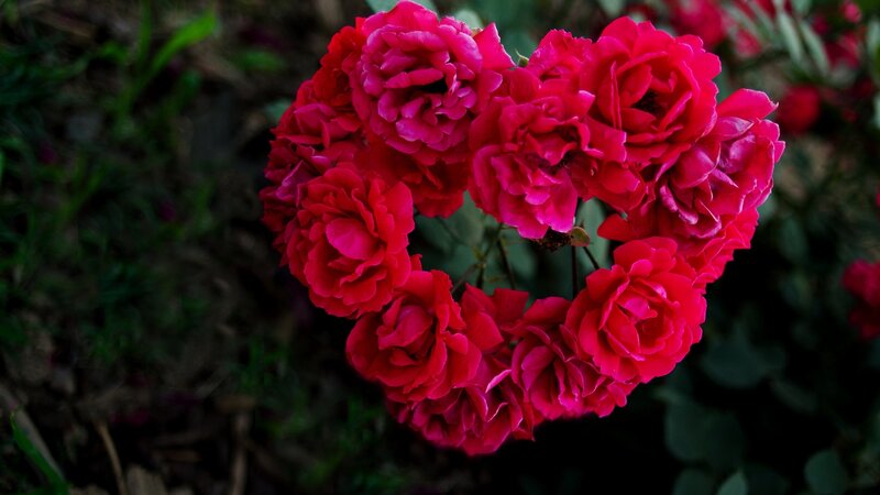 Heart-shaped Rose Cluster — Red
