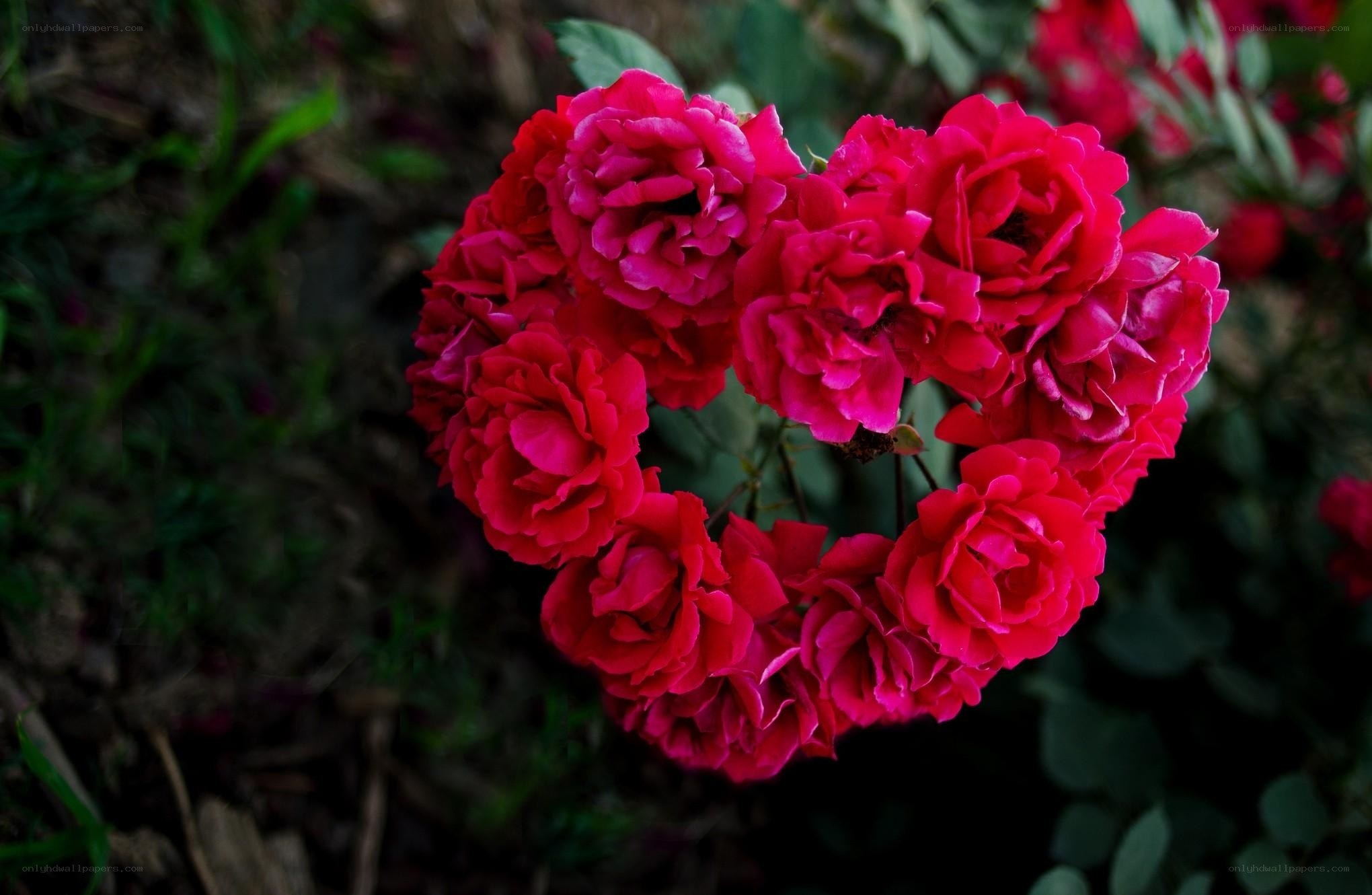 heart-shaped rose cluster