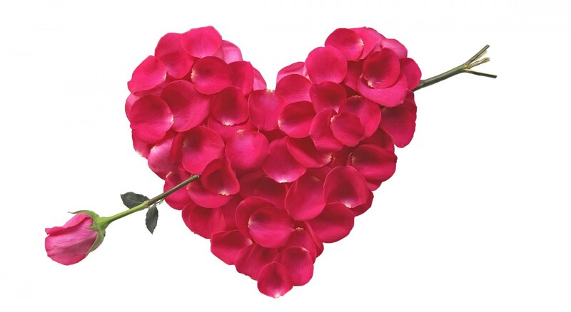 Heart-shaped Rose Petals — Pink, Calm
