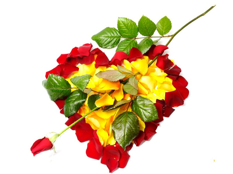 Heart-shaped Rose Petals — Red, Romantic