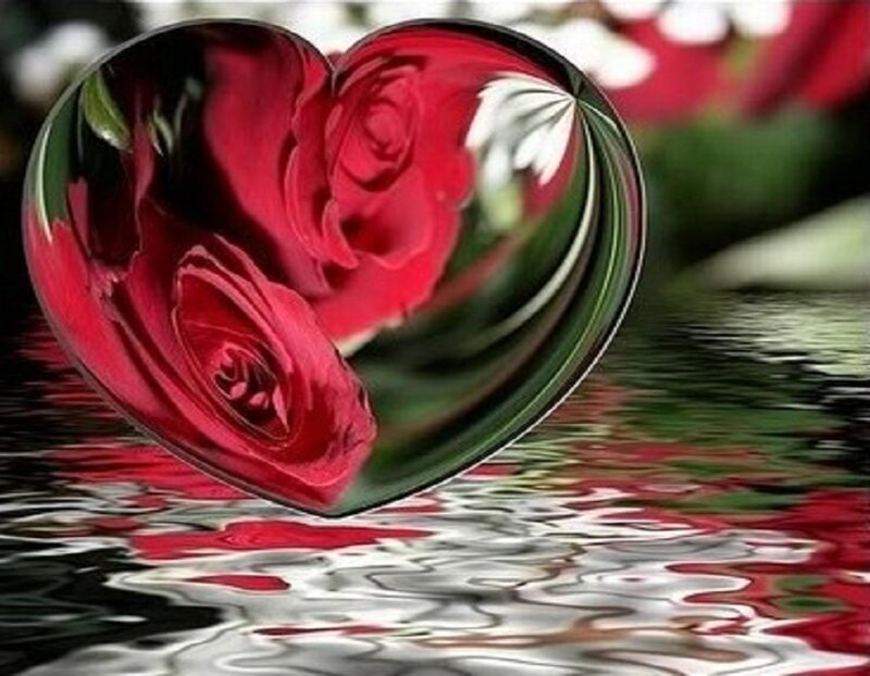 heart-shaped rose reflection