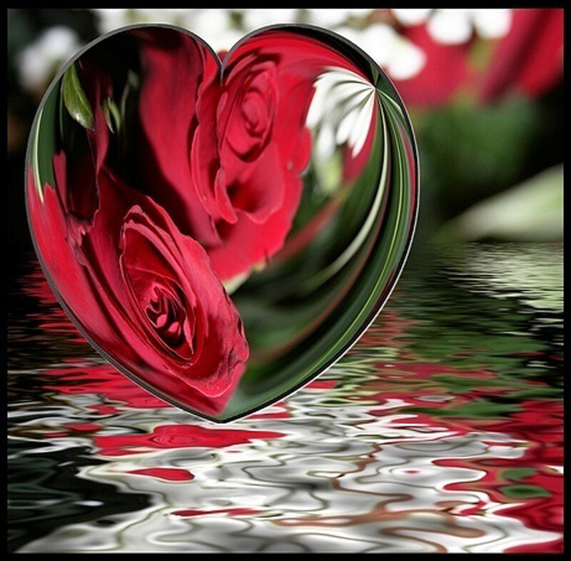 heart-shaped rose reflection