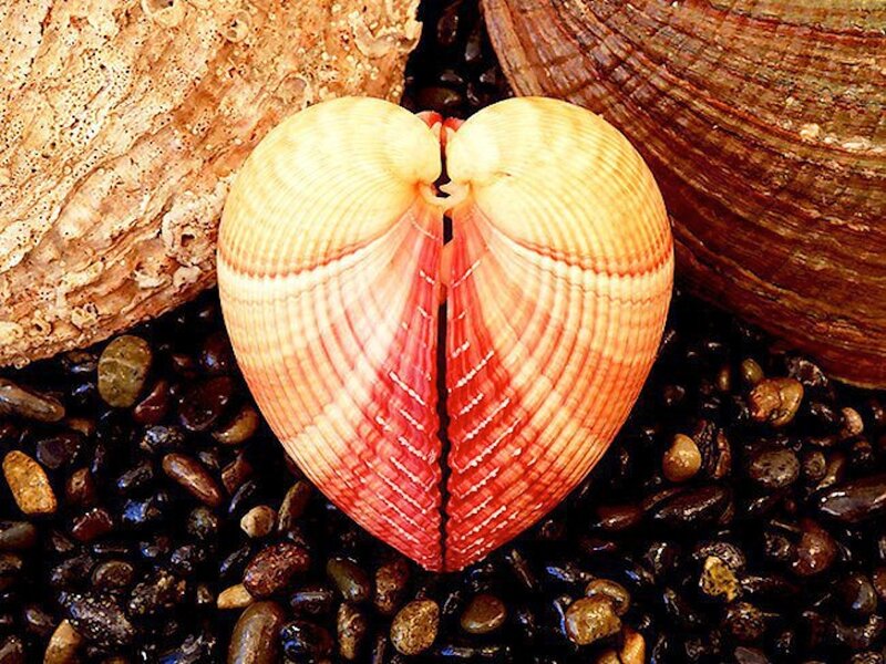 Heart-shaped Seashell
