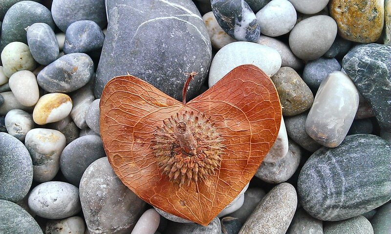 Heart-shaped Seed Pod
