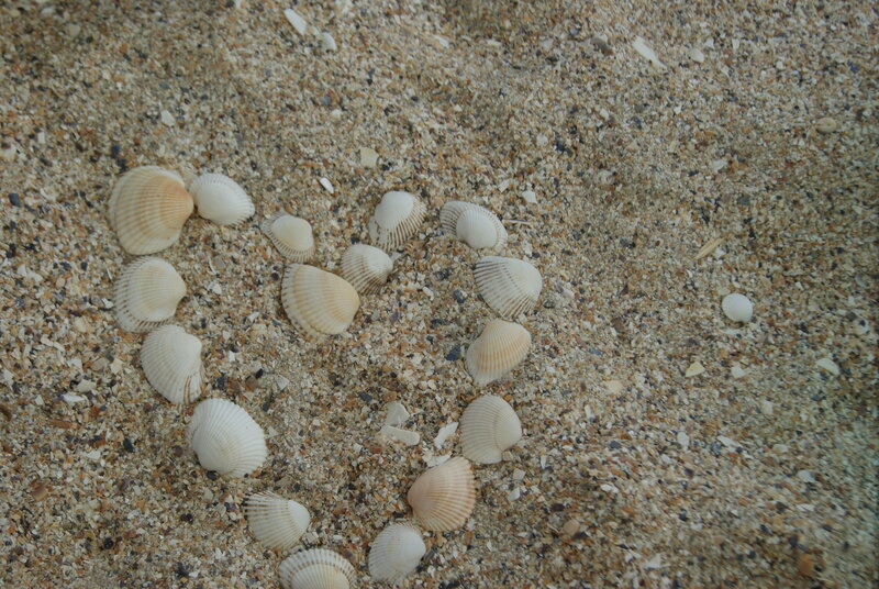 Heart-shaped Shell Arrangement