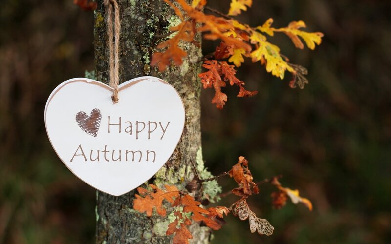 Heart-shaped Sign on Tree — White