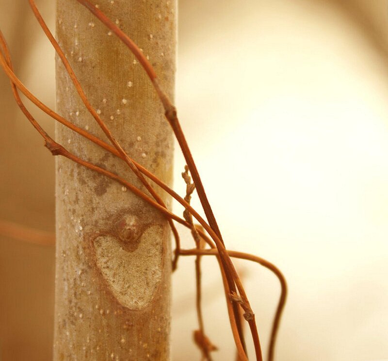 Heart-shaped Tree Bark
