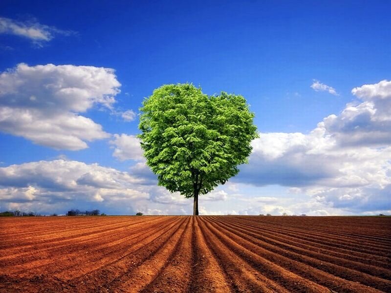 Heart-shaped Tree — Blue