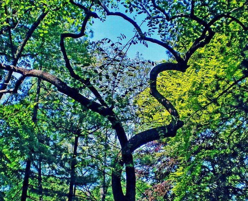 Heart-shaped Tree Branches