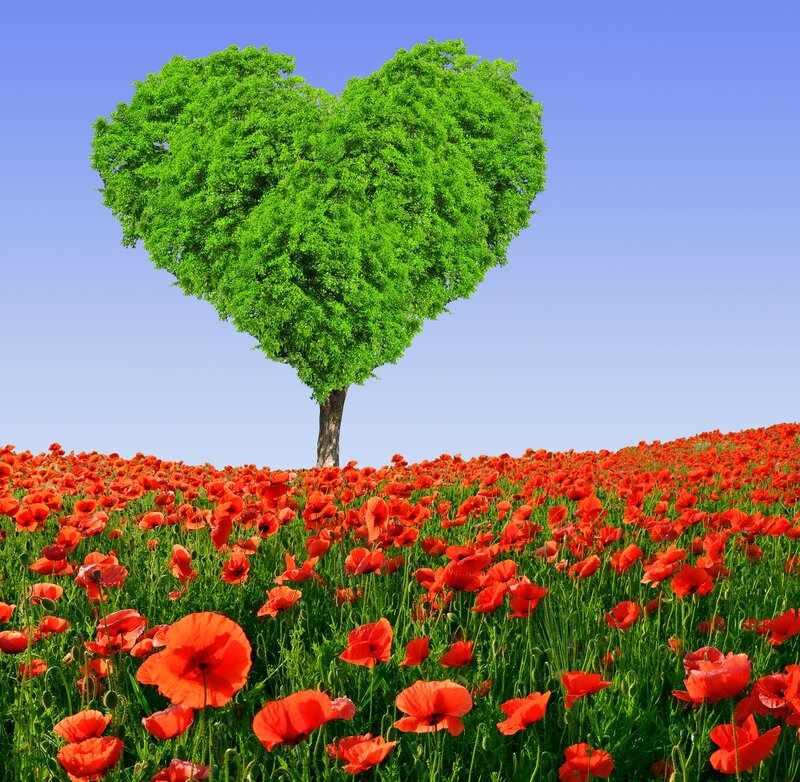 Heart-shaped Tree — Green, Serene, Afternoon, Photograph, Poppy Field