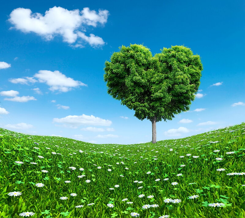 Heart-shaped Tree — Green, Serene, Afternoon, Photograph