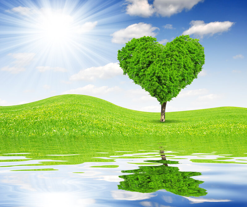 Heart-shaped Tree — Green, Serene, Afternoon