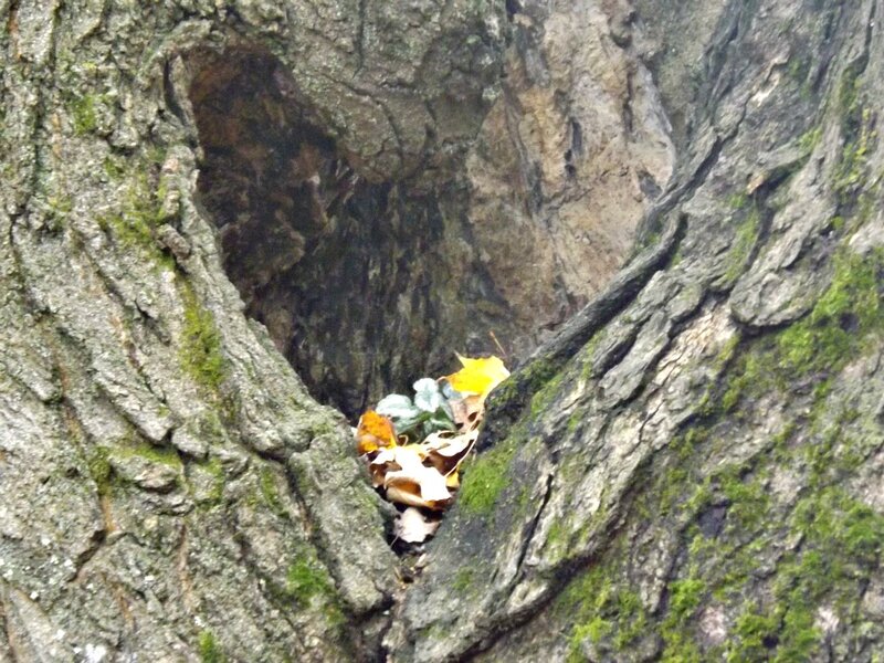 Heart-shaped Tree Hollow