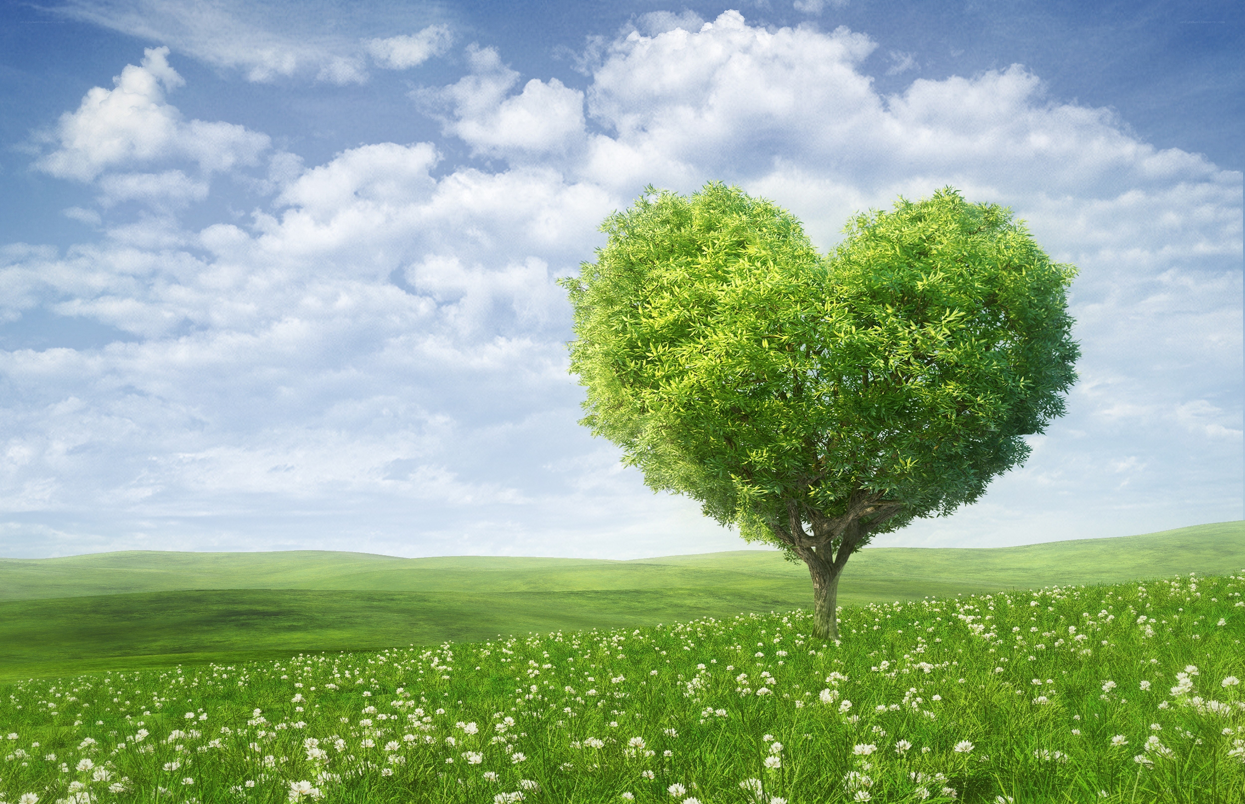heart-shaped tree in field
