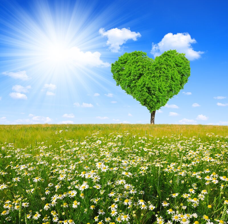 Heart-shaped Tree in Field — Green