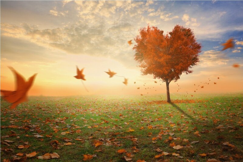Heart-shaped Tree in Field — Orange