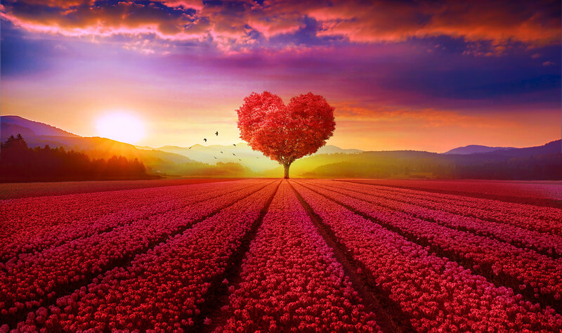 Heart-shaped Tree in Field — Red
