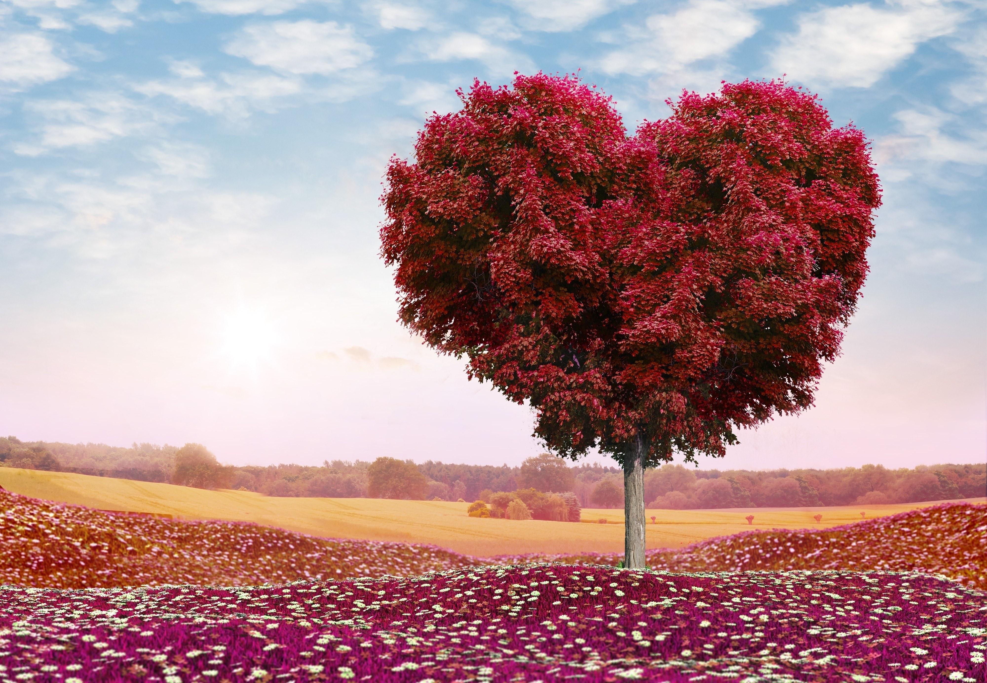heart-shaped tree in field