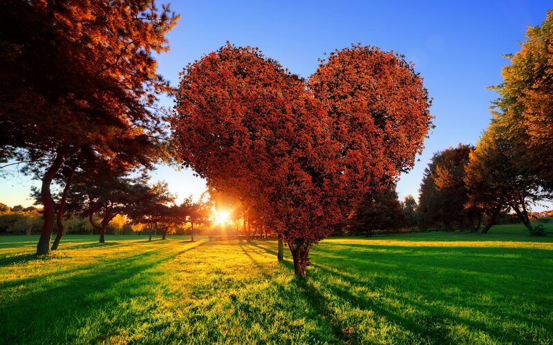 Heart-shaped Tree in Park
