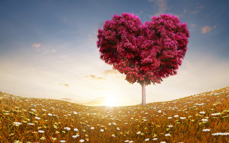 Heart-shaped Tree — Pink, Serene, Sunset