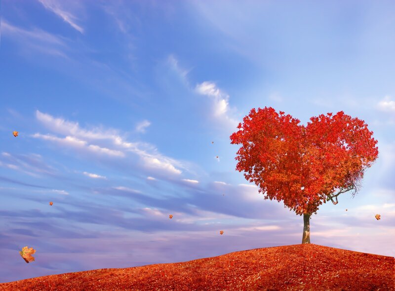 Heart-shaped Tree — Red, Serene, Autumn