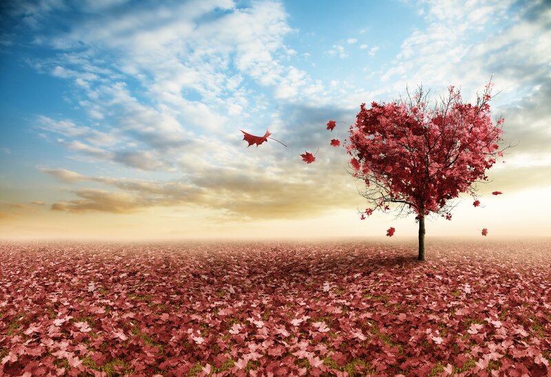 Heart-shaped Tree — Red, Serene, Sunset