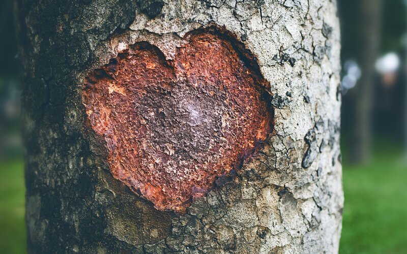 Heart-shaped Tree Wound