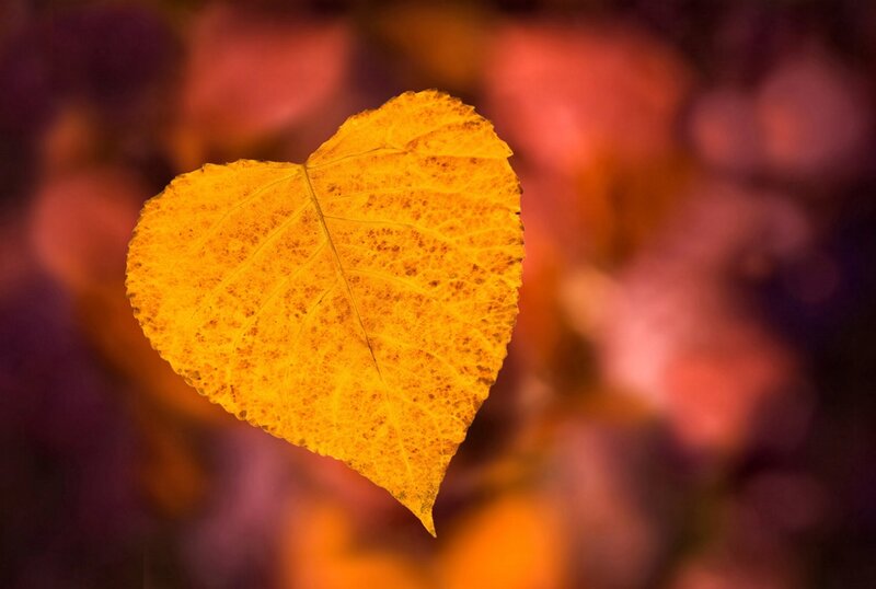 Heart-shaped Yellow Leaf