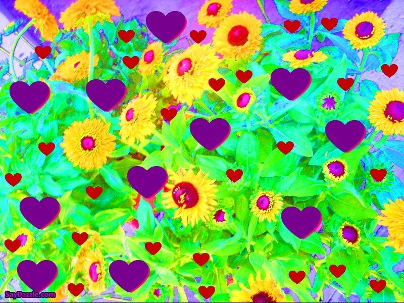 hearts among sunflowers