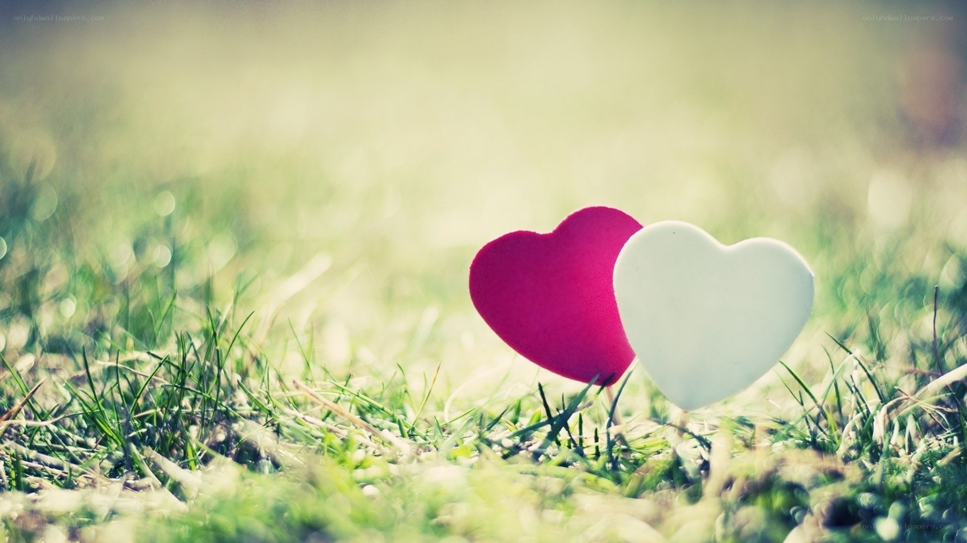 hearts on grass in sunlight