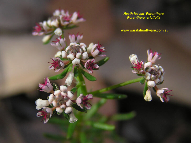 Heath-leaved Poranthera