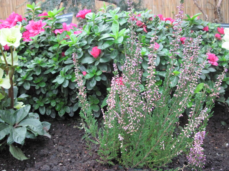 Heather and Azalea Plants