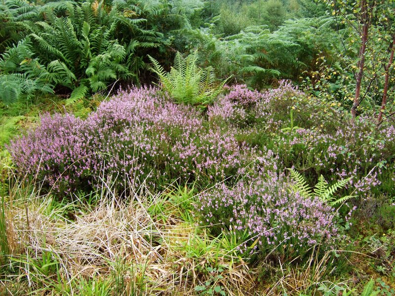Heather and ferns in a forest