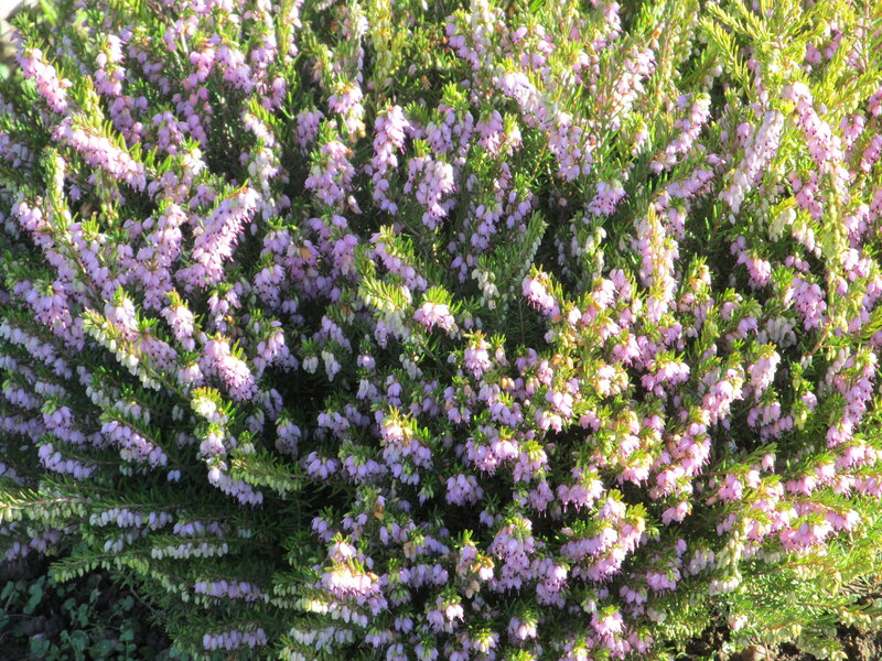 Heather Bush in Bloom