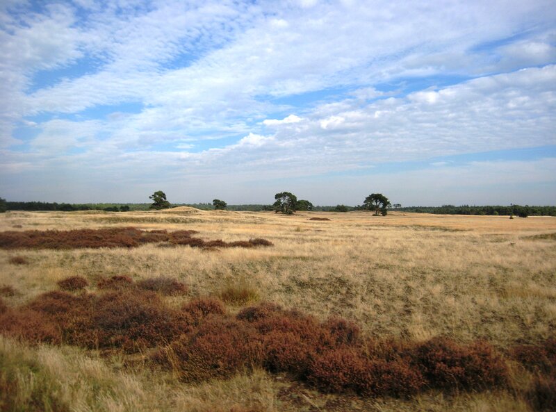 Heather-covered Dunes