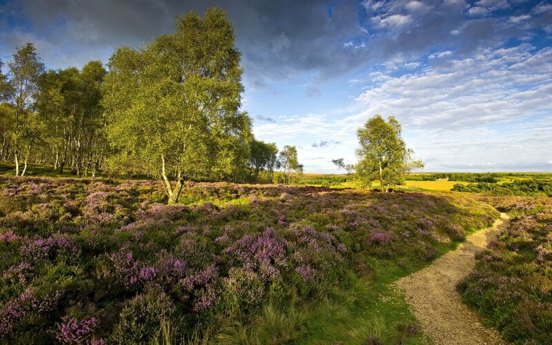Heather-covered hillside with birch trees