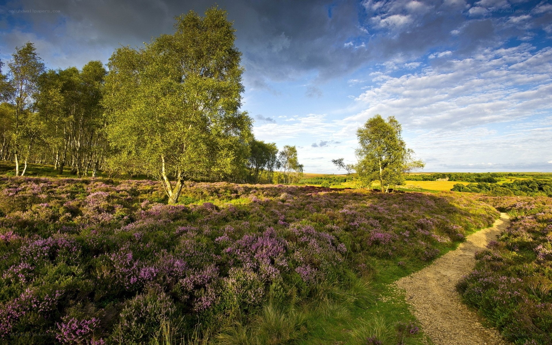 Heather-covered hillside with birch trees