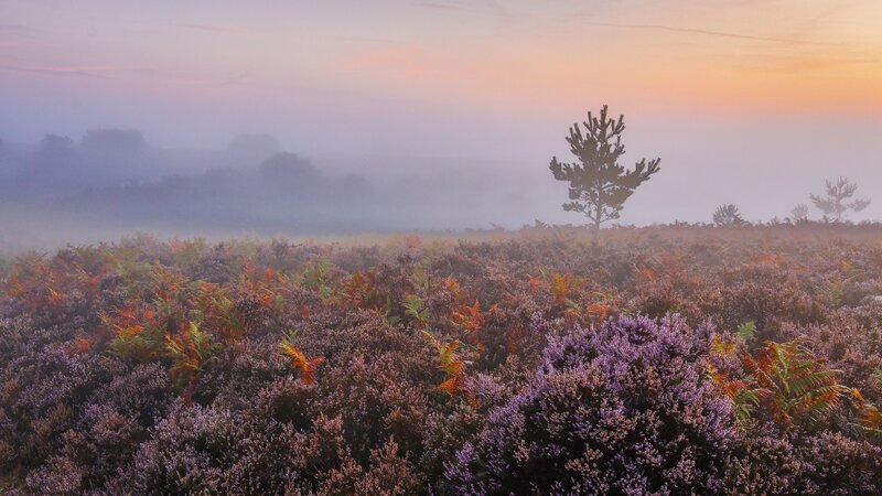 Heather Field at Sunrise