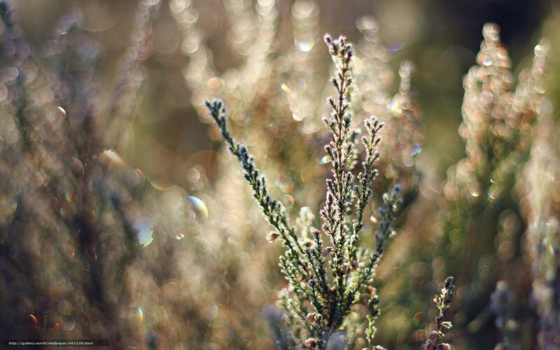 Heather Plant in Sunlight