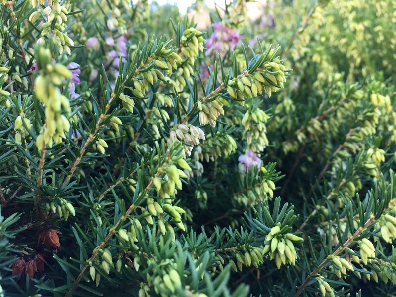 Heather Plant with Flowers