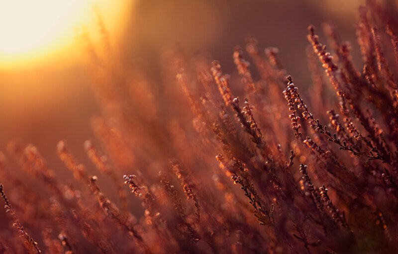Heather Plants at Sunset