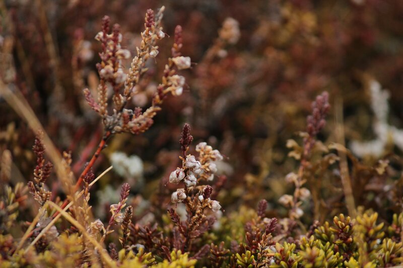 Heather Plants in Bloom