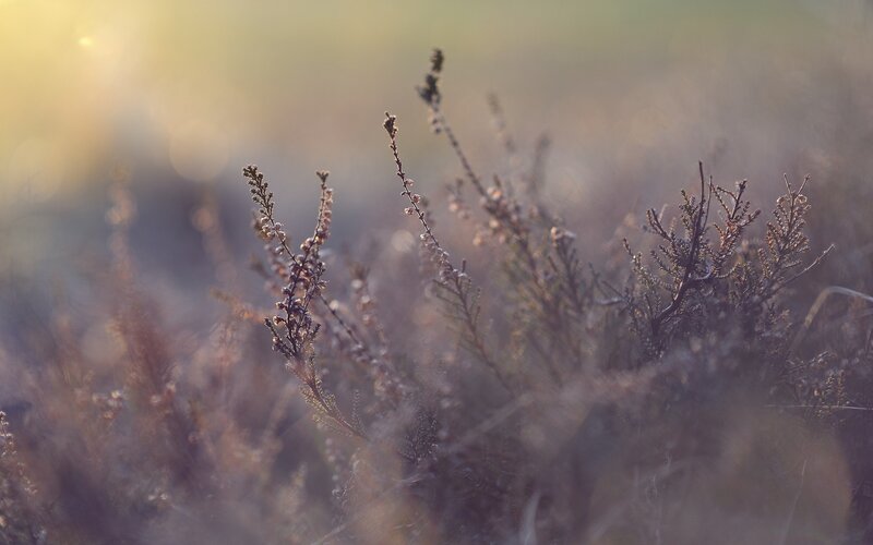 Heather Plants in Field