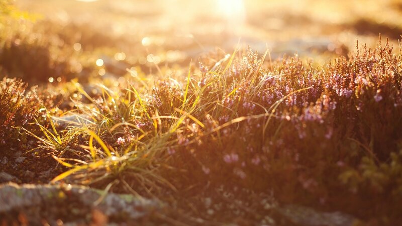 Heather Plants in Sunlight