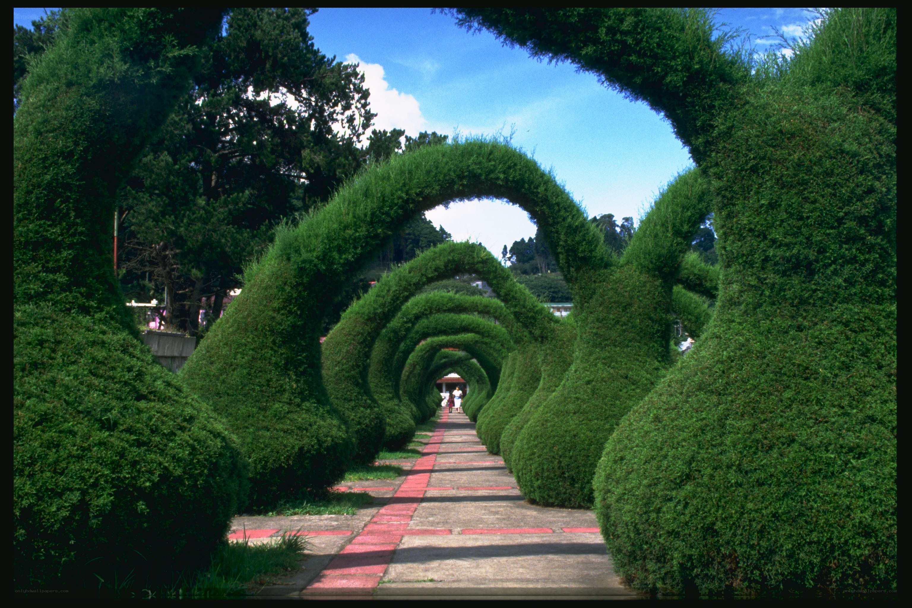 hedge arch tunnel pathway